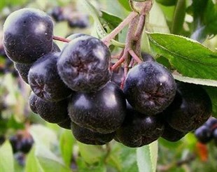 2 Yaşlı Galicjanka Aronia ( Aronya) Fidanı