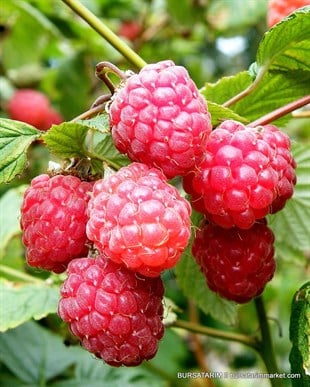 Glen Ample Ahududu Fidanı