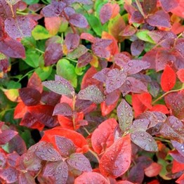 2 Yaşlı Goldtraube Yaban Mersini Fidanı ( Likapa - Maviyemiş )