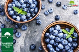 2 Yaşlı Goldtraube Yaban Mersini Fidanı ( Likapa - Maviyemiş )