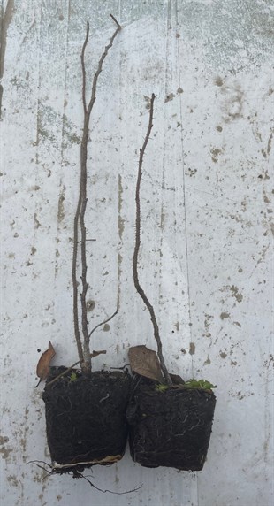 Hollanda Kuşburnu Rosa Rugosa - Viyol