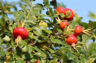 Hollanda Kuşburnu Rosa Rugosa - Viyol