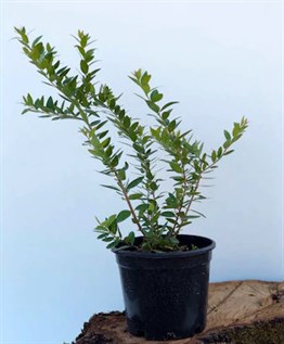 Murt Yemişi -  ( Hambeles Fidanı)