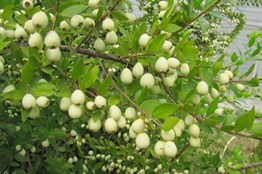 Murt Yemişi -  ( Hambeles Fidanı)