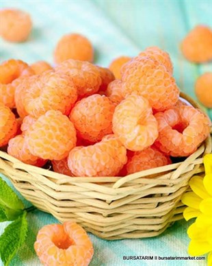 Poranna Rosa ( Sarı ) Ahududu Fidanı