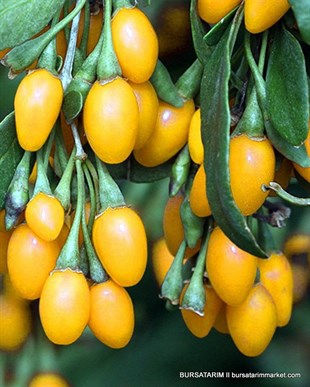 Sarı Gojiberry Fidanı ( Goji beri - Kurt Üzümü )