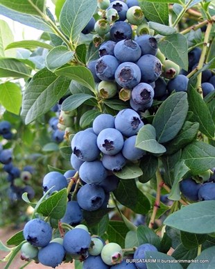 Yetişkin Bluecrop Yaban Mersini Fidanı ( Mavi yemiş )