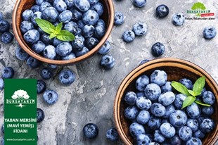 Yetişkin Bluecrop Yaban Mersini Fidanı ( Mavi yemiş )