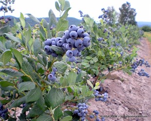 2 Yaşlı Bluejay  Yaban Mersini Fidanı ( Likapa - Maviyemiş )