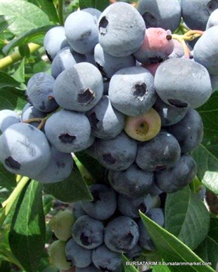 2 Yaşlı Bonus Yaban Mersini Fidanı ( Likapa - Maviyemiş ) Blueberry