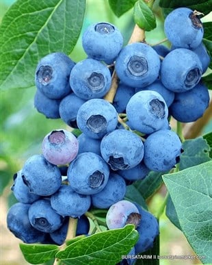 2 Yaşlı Denise Blue Yaban Mersini Fidanı ( Likapa - Maviyemiş )