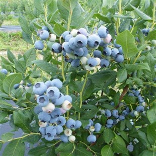Yetişkin Elizabeth Yaban Mersini Fidanı ( Likapa - Mavi Yemiş ) Blueberry )