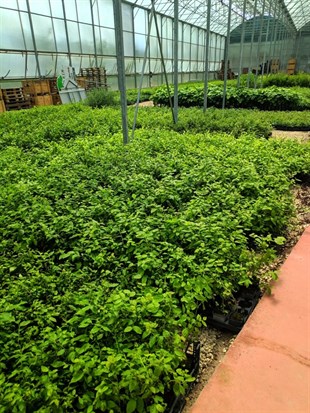 2 Yaşlı Elizabeth Yaban Mersini Fidanı ( Likapa - Mavi Yemiş ) Blueberry