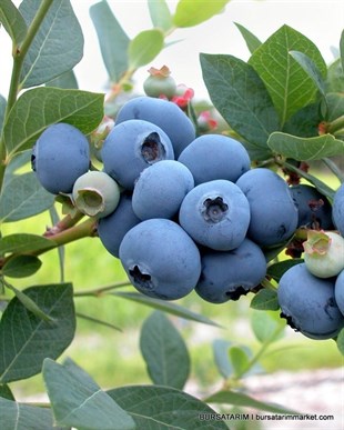 2 Yaşlı Toro Yaban Mersini Fidanı ( Likapa - Maviyemiş )