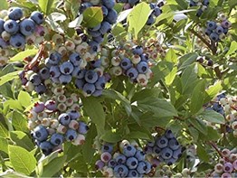 2 Yaşlı Patriot Yaban Mersini Fidanı ( Maviyemiş )