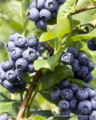 2 Yaşlı Spartan Yaban Mersini Fidanı