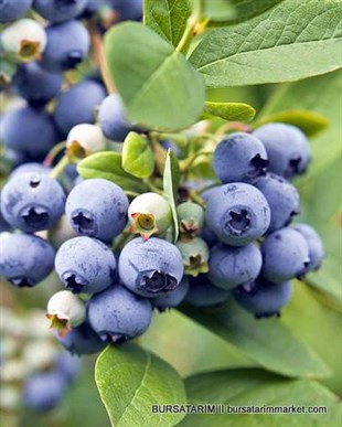 2 Yaşlı Spartan Yaban Mersini Fidanı