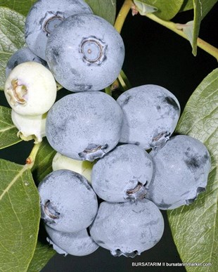 2 Yaşlı Spartan Yaban Mersini Fidanı