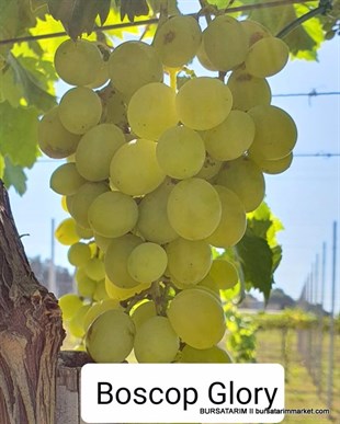 Boscop Glory Üzüm Fidanı 