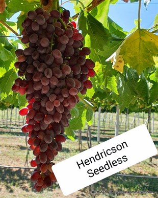 Hendrickson Seedless Üzüm Fidanı 