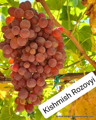 BURSATARIMKıshmısh Rozovyi Üzüm Fidanı