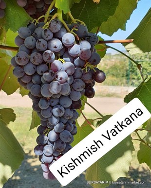 Kishmish Vatkana Üzüm Fidanı