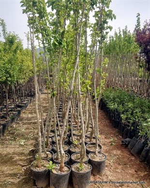 Yetişkin Dut Ağacı 