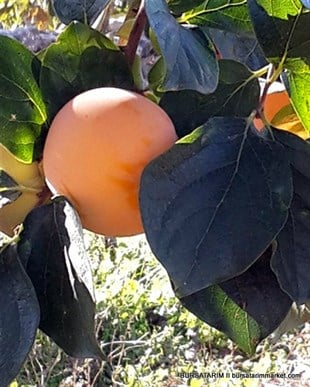 Yetişkin Hurma Ağacı 