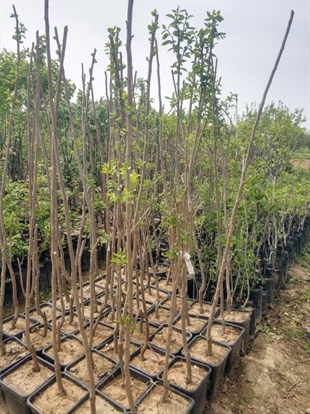 Yetişkin Hurma Ağacı 