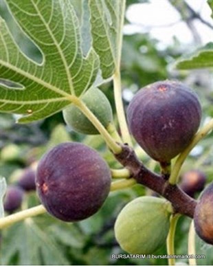 Yetişkin Siyah İncir Ağacı 