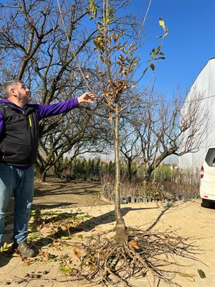 Yetişkin Kestane Ağacı 