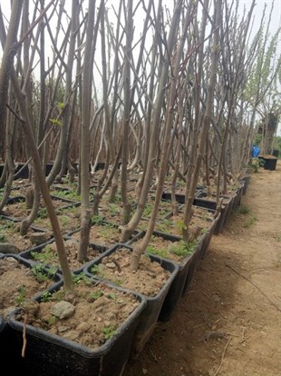 Yetişkin Kestane Ağacı 