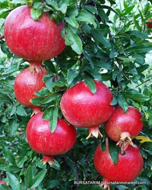 Yetişkin Nar Ağacı 