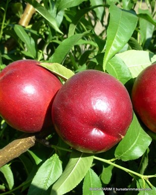 Yetişkin Nektarin Ağacı 