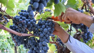 Köhnü Üzüm Fidanı