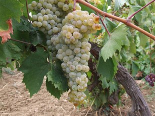 Yapıncak Üzüm Fidanı ( Şıralık - Yapraklık) 