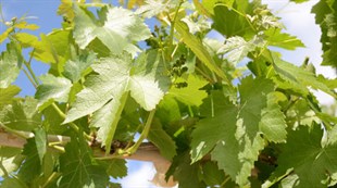 Yapıncak Üzüm Fidanı ( Şıralık - Yapraklık) 