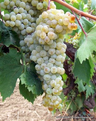 Yapıncak Üzüm Fidanı ( Şıralık - Yapraklık) 