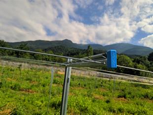 Ara Te Kolu - 100 cm 