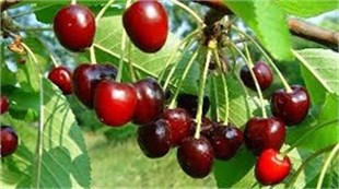 Bodur Vişne Fidanı