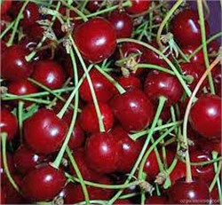 Kütahya Vişne Fidanı