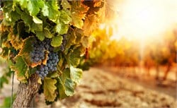 Cabernet Sauvignon Üzüm Fidanı