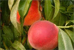 Elegant Lady Şeftali Fidanı