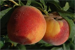 Glohaven Şeftali Fidanı