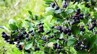 2 Yaşlı Viking Aronia ( Aronya) Fidanı