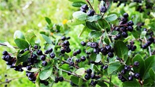 1 Yaşlı Nero Aronia ( Aronya) Fidanı