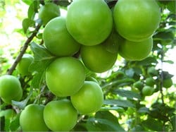 Papaz Eriği Erik Fidanı