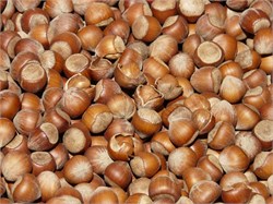 Tonda Djentile Fındık Fidanı
