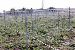 Galvanizli Tel 2,30mm ( Bağ teli ) - 50kg Kangal