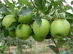 Granny Smith Elma Fidanı